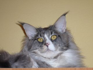 4.7.2007