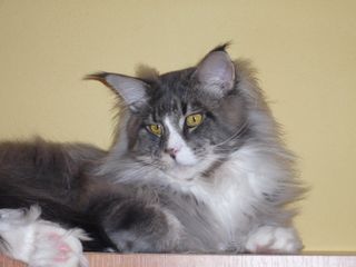 4.7.2007