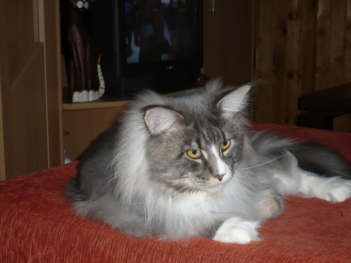 aziz