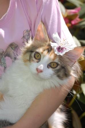 Arabela Redi Cats, SK