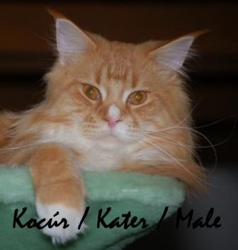 Kocúr / Kater / Male