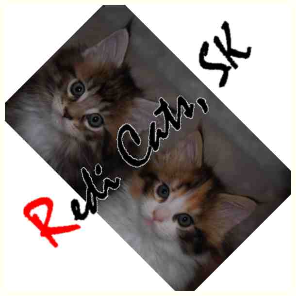 Redi Cats, SK