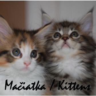 Mačiatka / Kittens