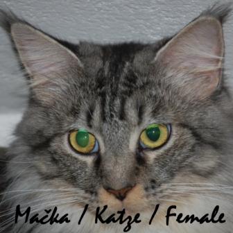 Mačka / Katze / Female