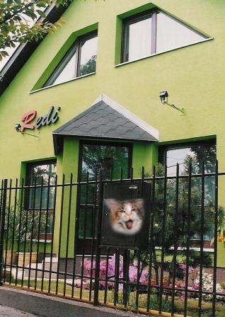 Redi Cats Haus