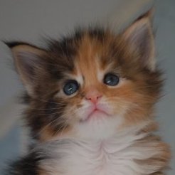 Calypso Calypso Redi Cats , SK