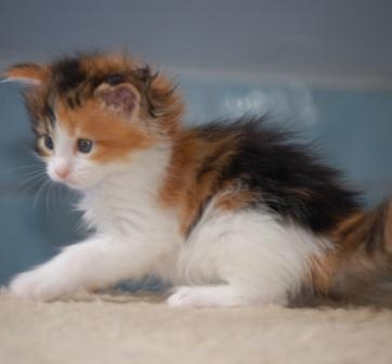 Celestinka Celestinka Redi Cats , SK
