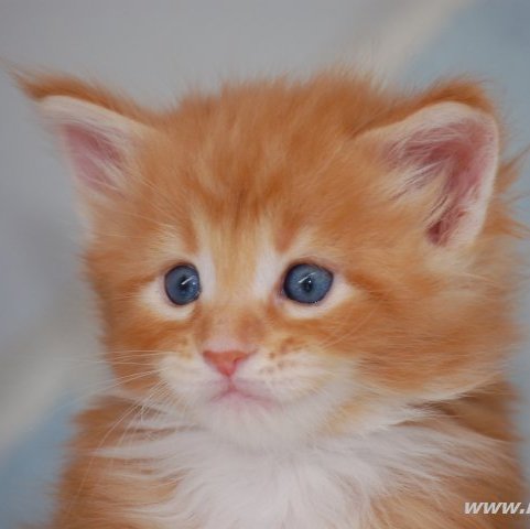 Cezar Cezar Redi Cats , SK