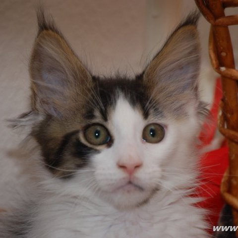 Clown Clown Redi Cats , SK