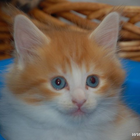 Diana Diana Redi Cats , SK