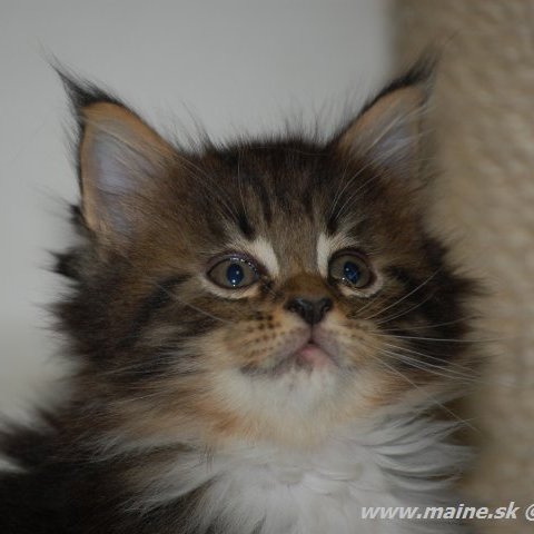 Derick Derick Redi Cats , SK