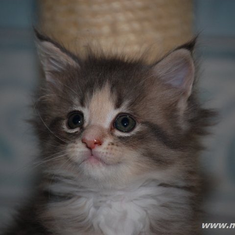 Doris Doris Redi Cats , SK