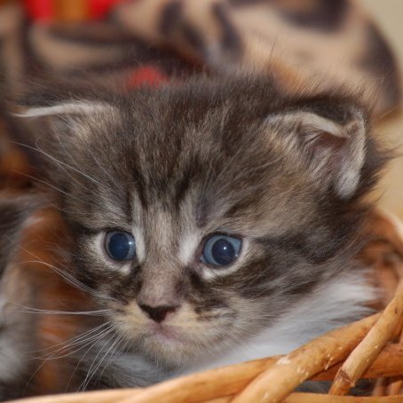 Elvi Elvis Redi Cats , SK