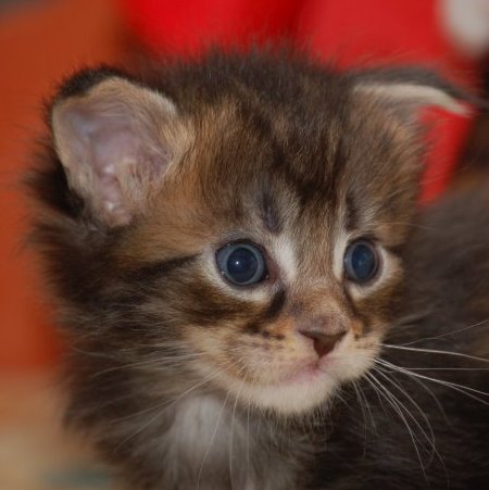 Emir Emir Redi Cats , SK