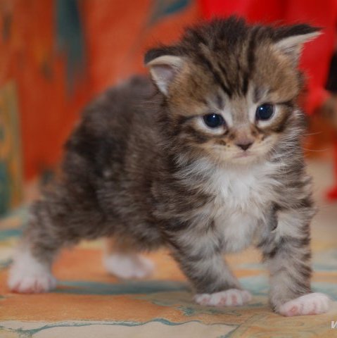 Eros Eros Redi Cats , SK