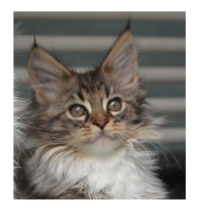 Tigris