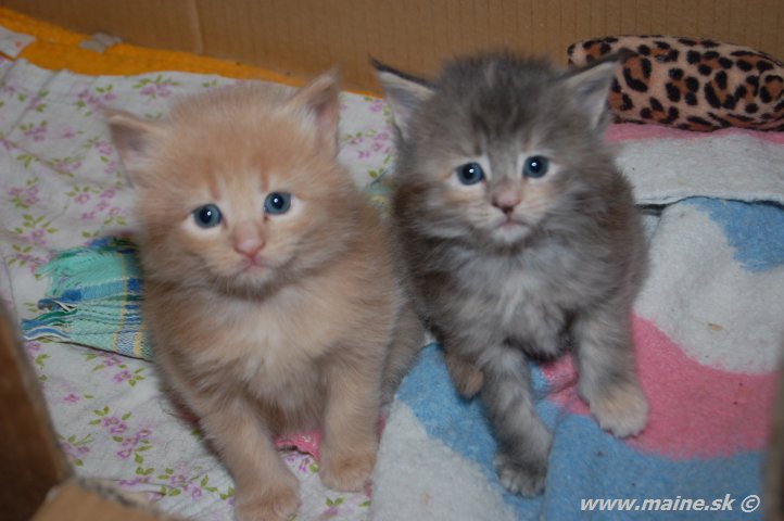 Obelix Creme a Orion Star Obi a Ori
